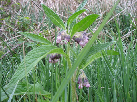 Consoude fleurs et feuilles